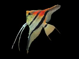 Maanvis Manacapura red back